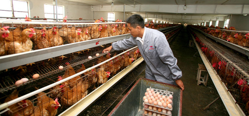 打造品牌優勢，推動特色農產品上行 農產品生產端的戰略思維